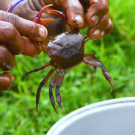 Cua Đồng